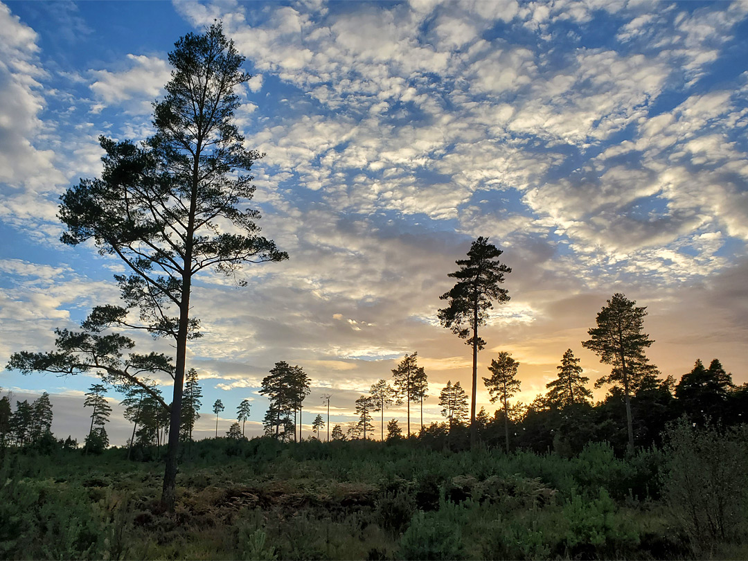 Clouds and trees