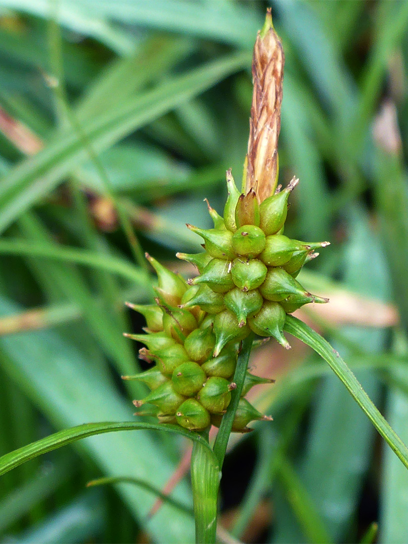 Pale sedge