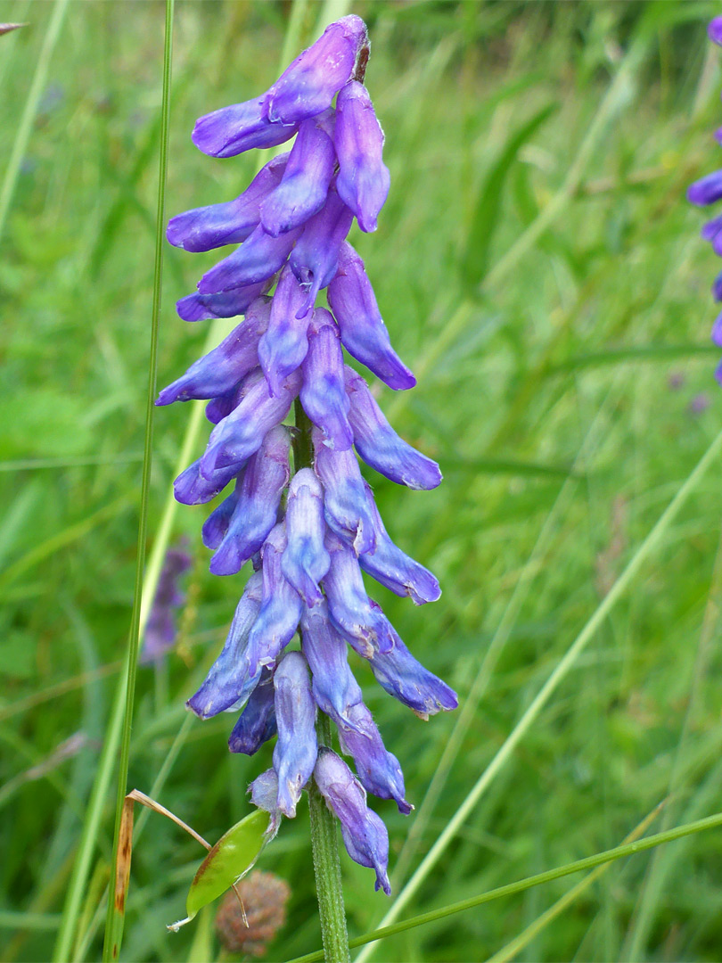 Pendant flowers