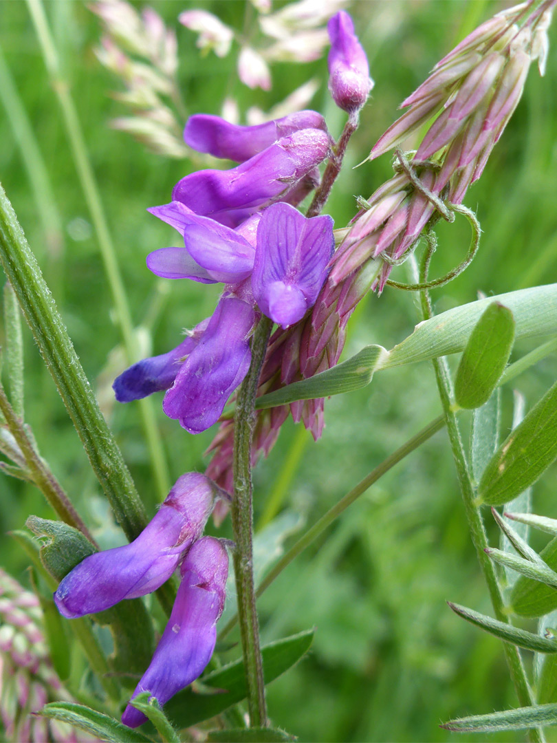 Leaves and flowers