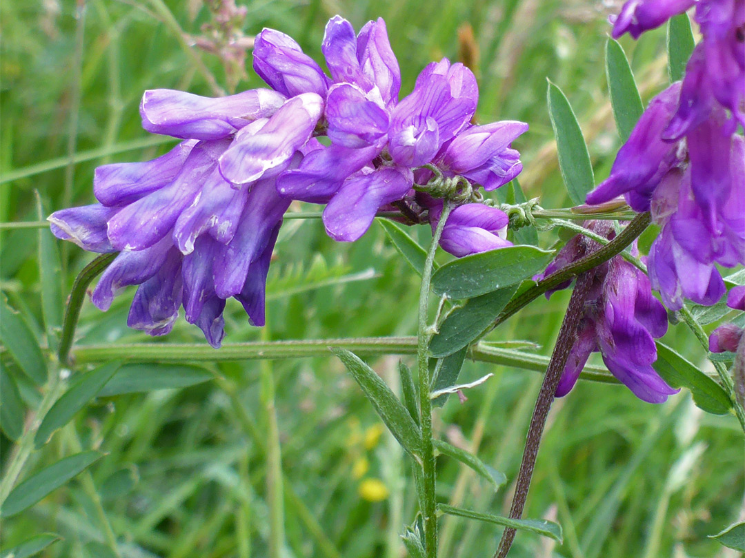 Cow vetch