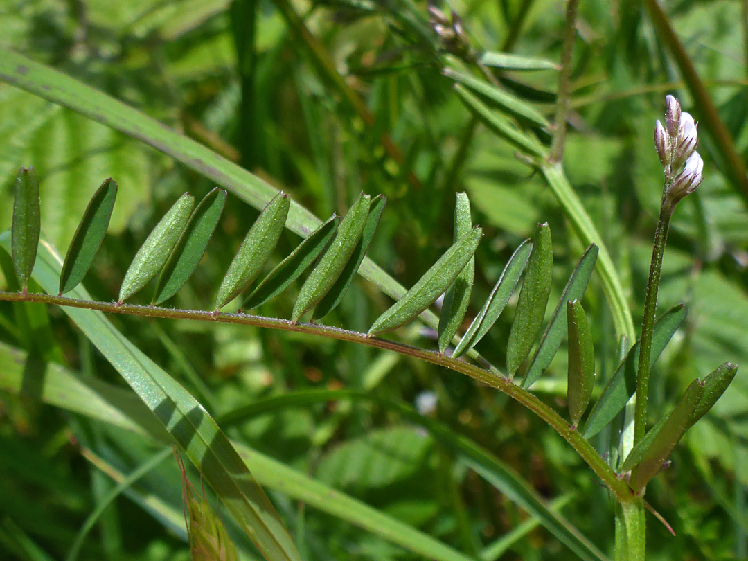 Hairy tare