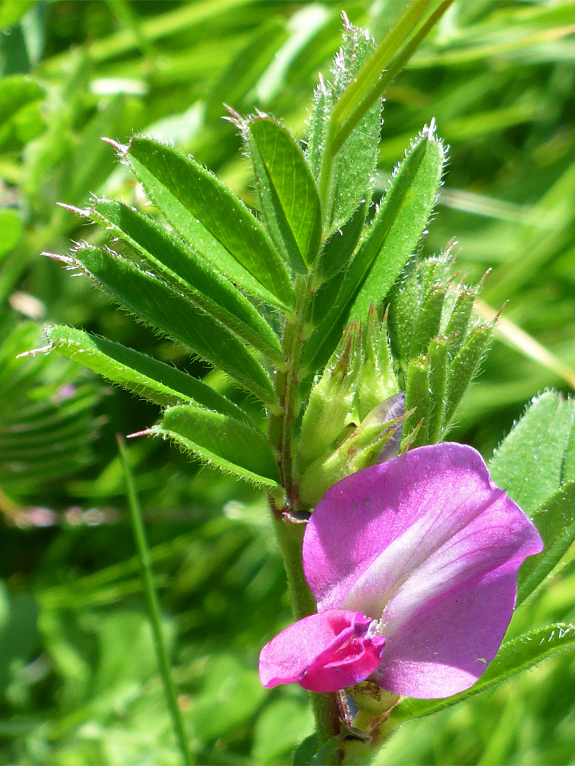 Single flower