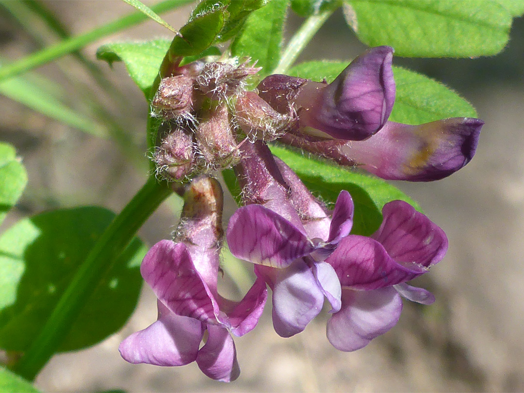 Small purple flowers