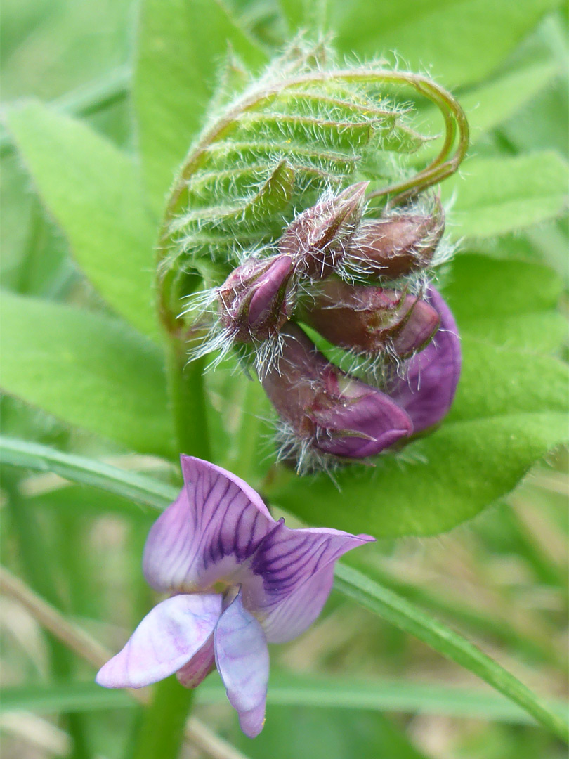 Coiled flower stalk