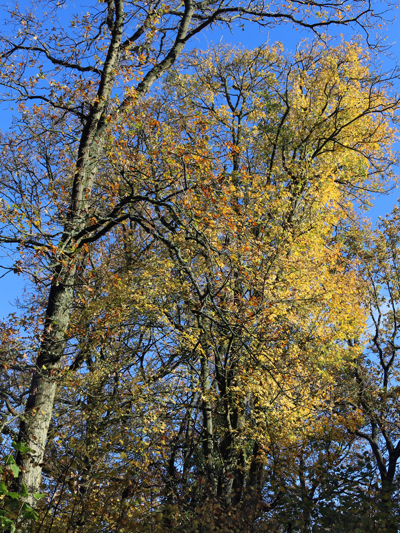 Autumnal leaves