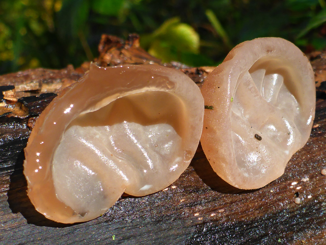 Jelly ear