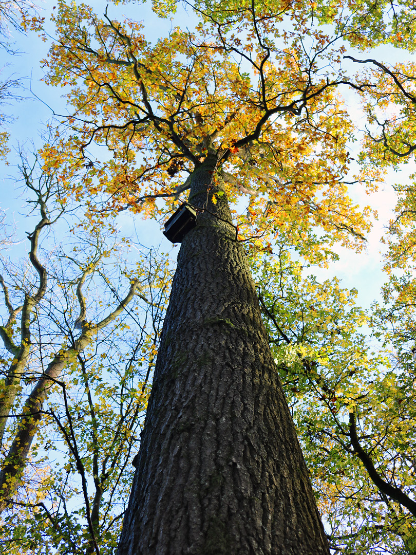 Tall oak tree