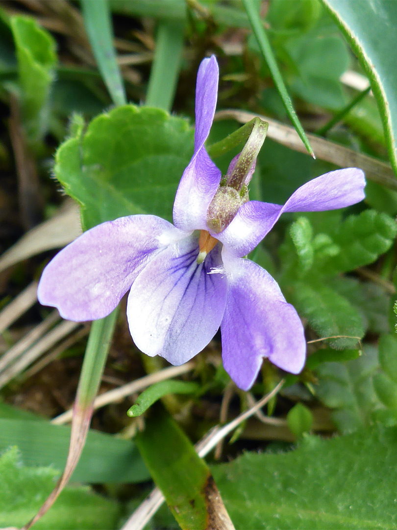 Five-petalled flower