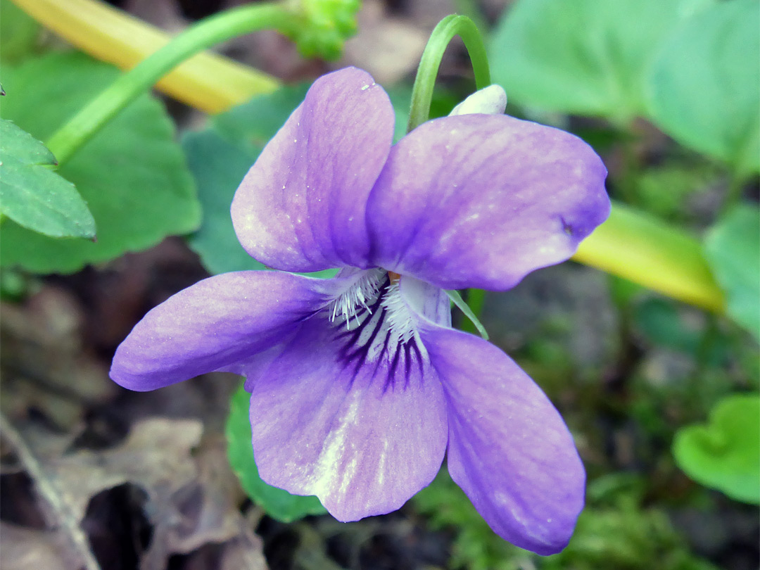 Purple, five-lobed flower