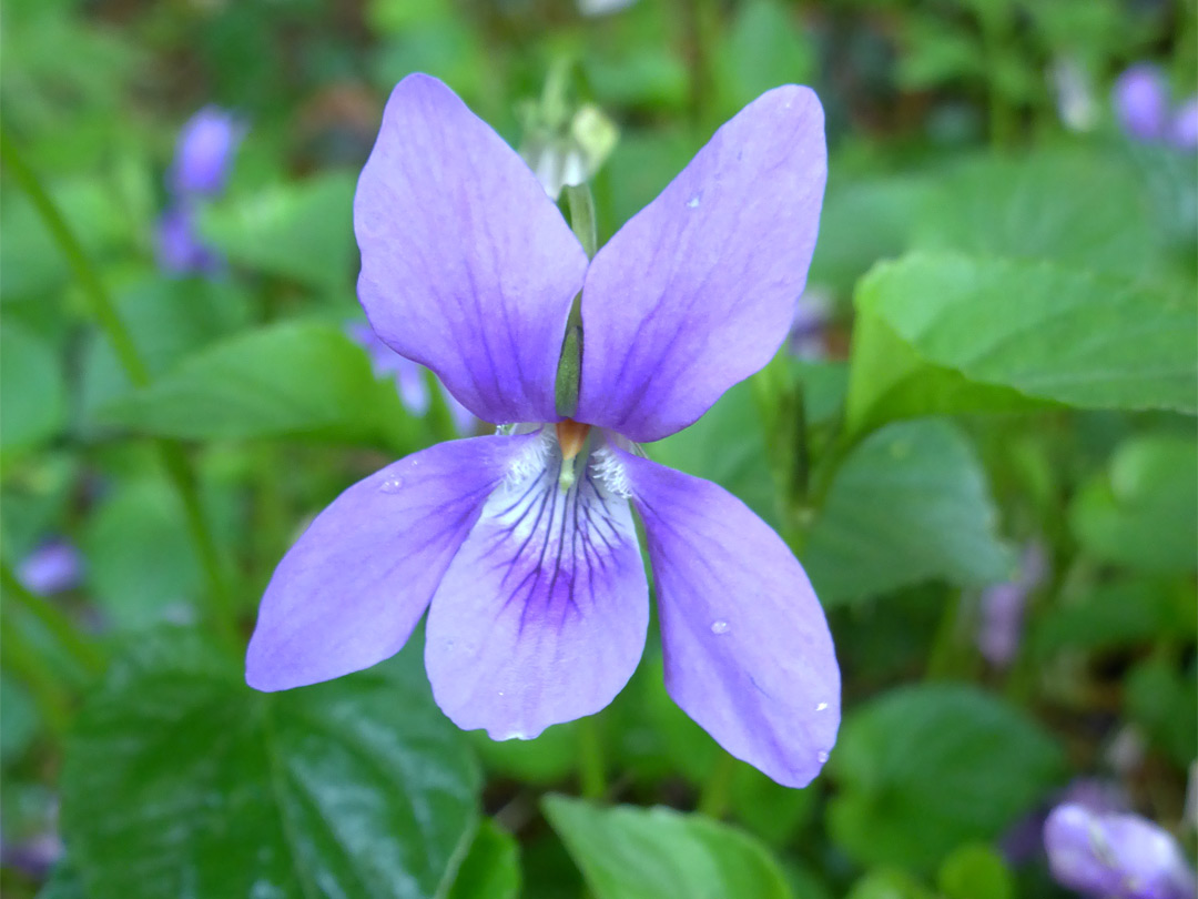 Dog violet