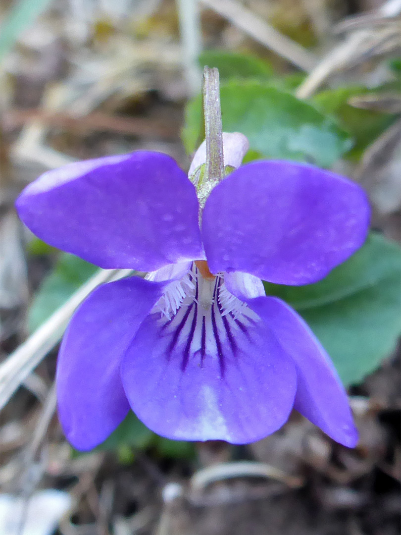 White-centered flower