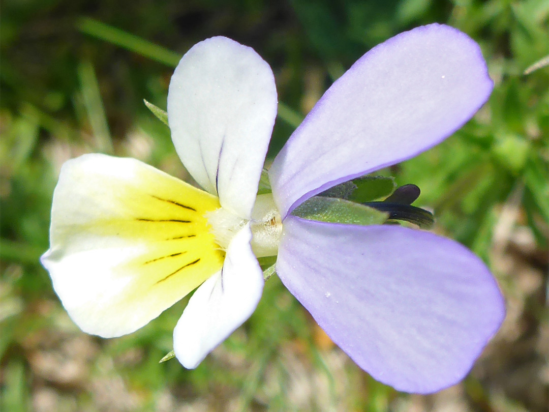 Pink, yellow and white flower