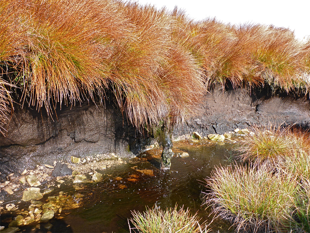 Peat pool