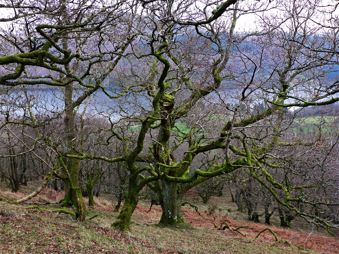 Leafless branches