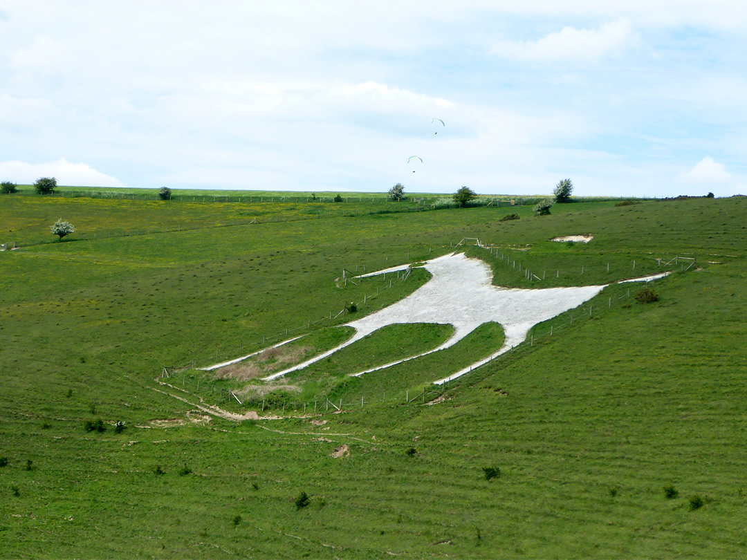 White horse