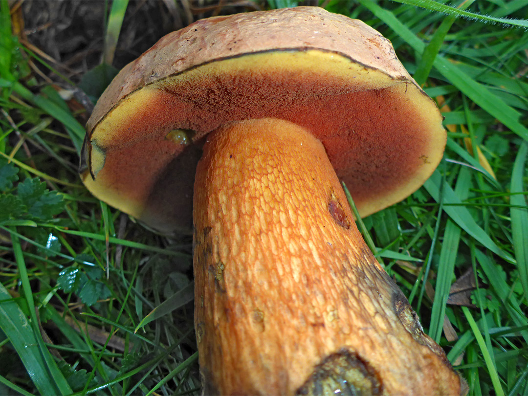 Lurid bolete