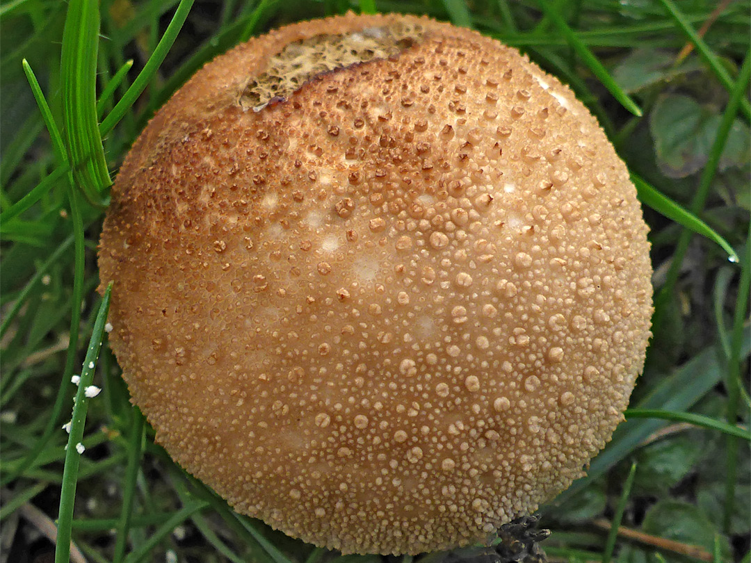 Common puffball