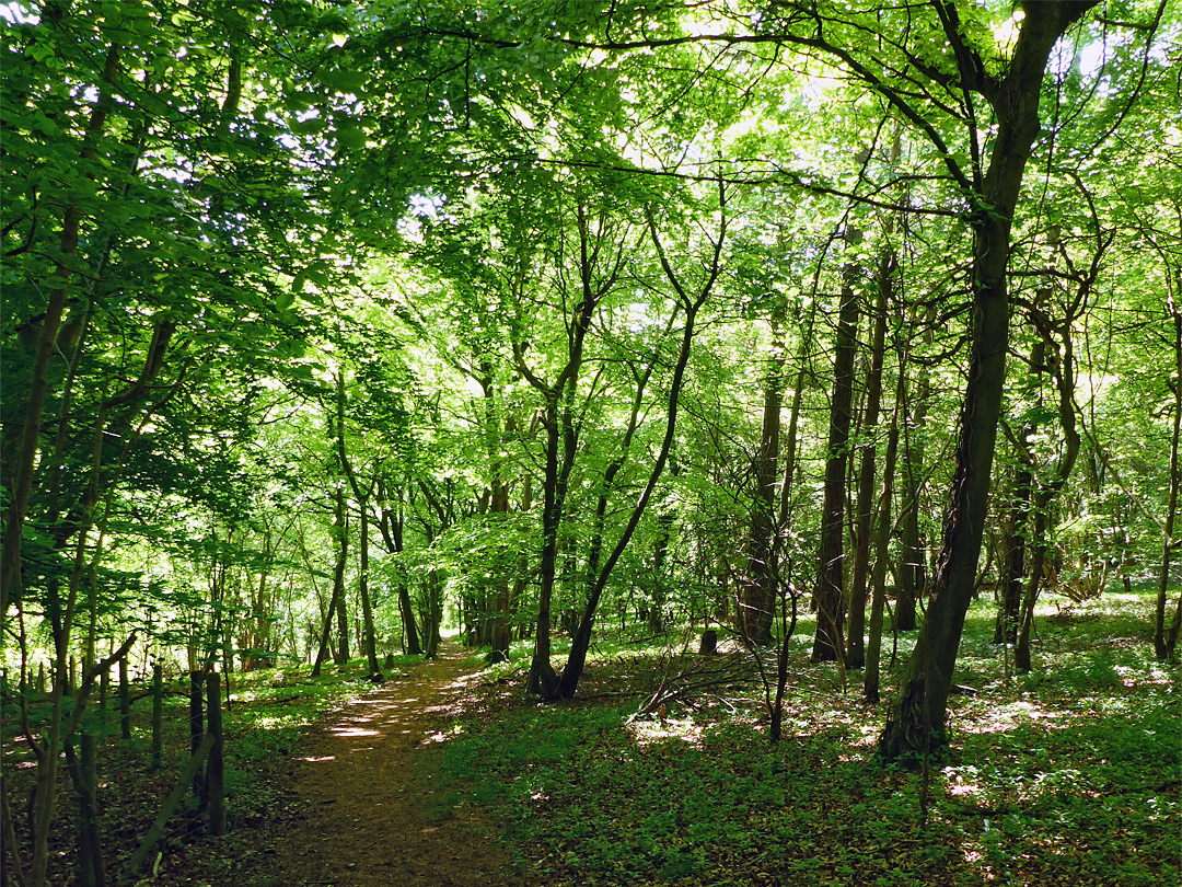 Woodland path