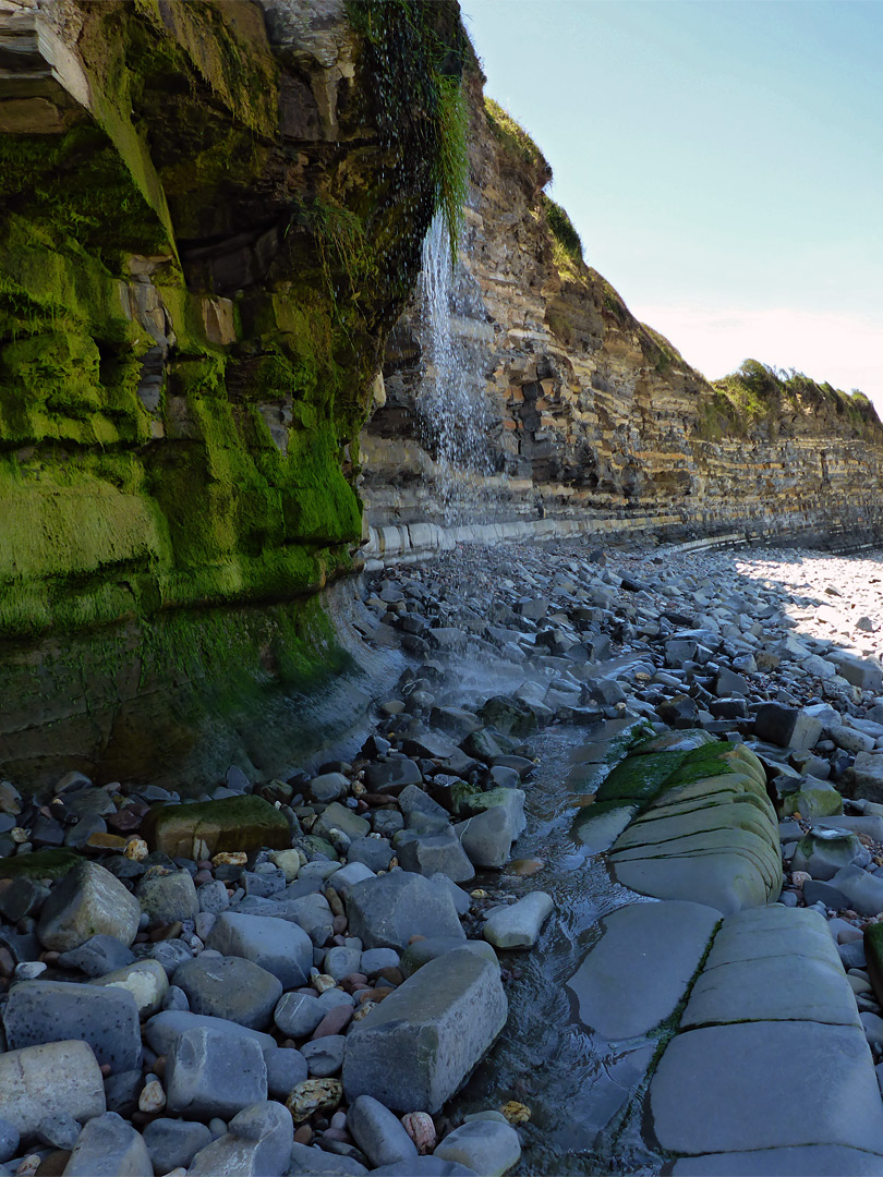 Seaweed-covered cliffs