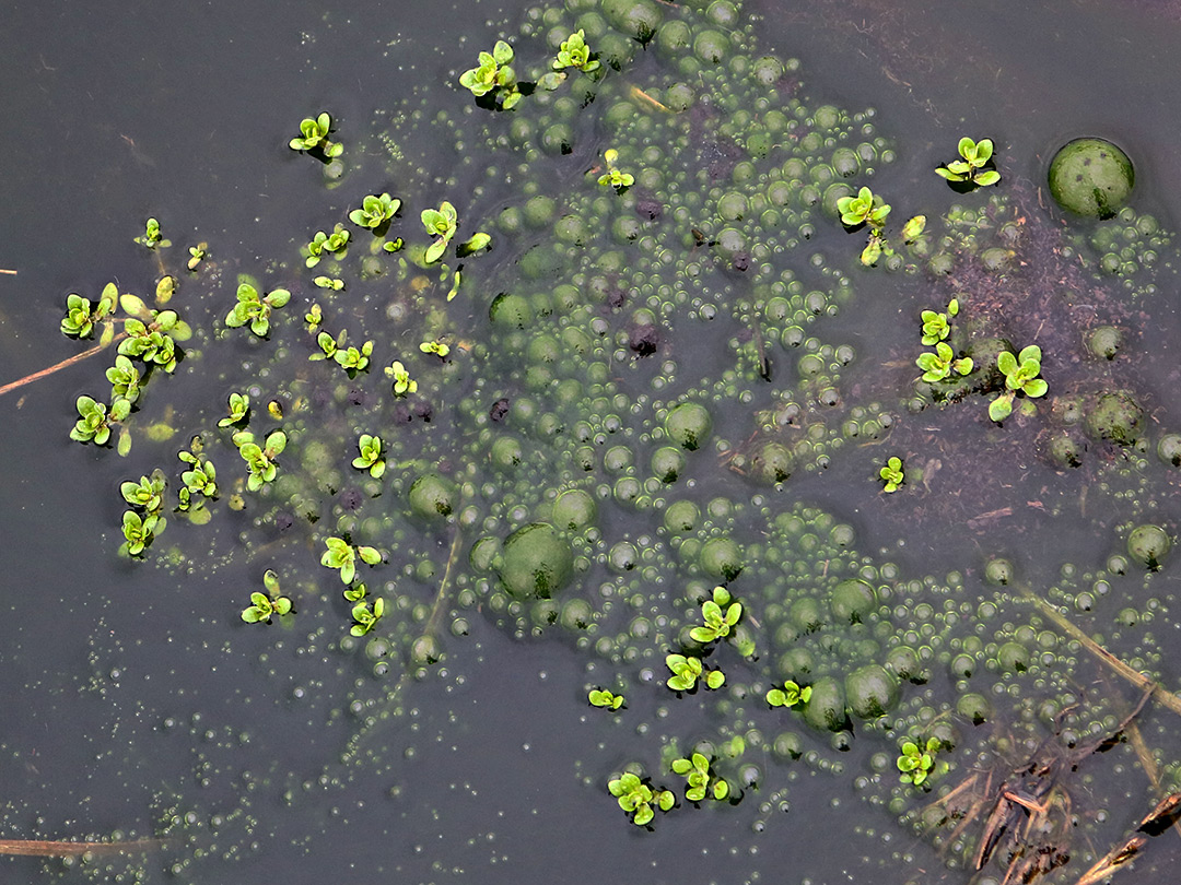 Plants and bubbles