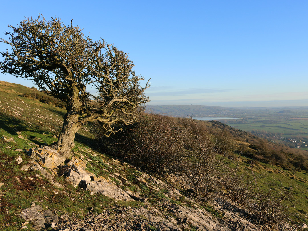 Lone tree