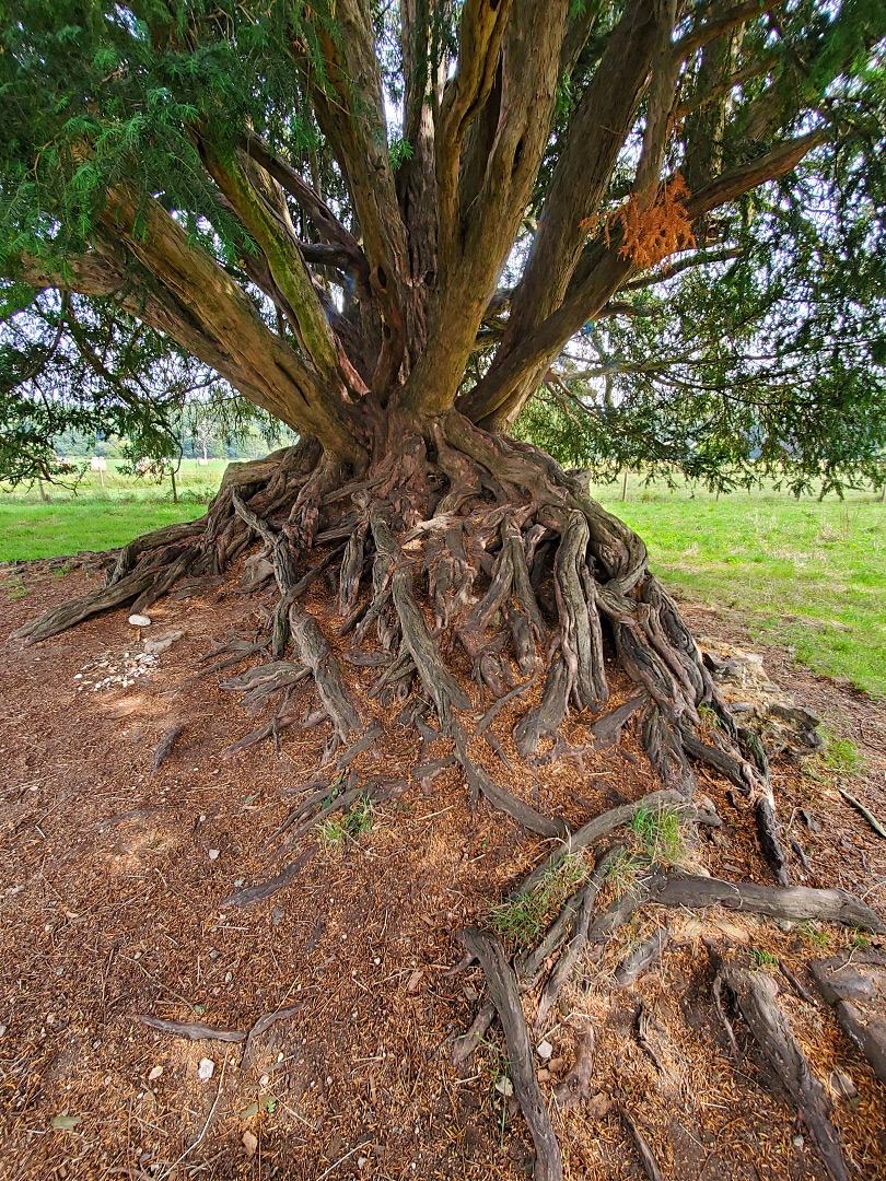 Roots of a yew tree