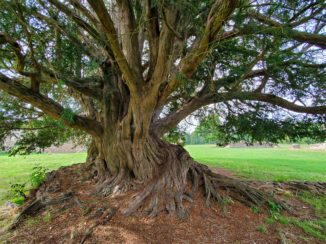 Ancient yew