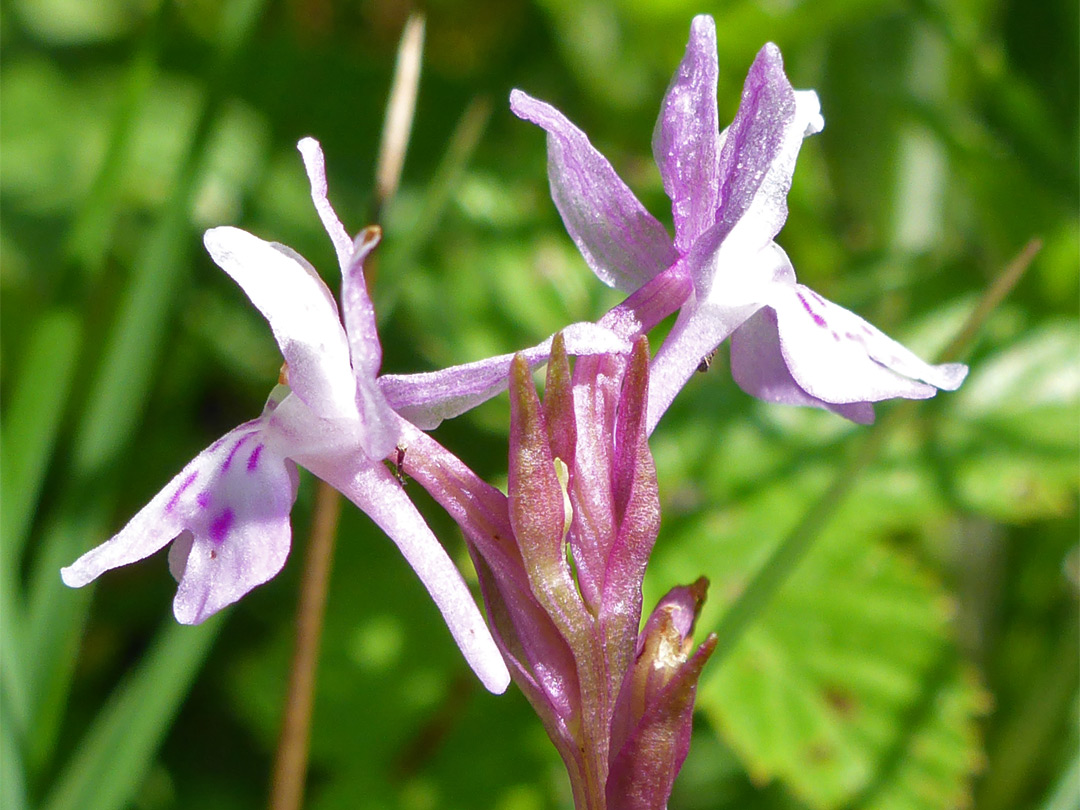 Common spotted orchid