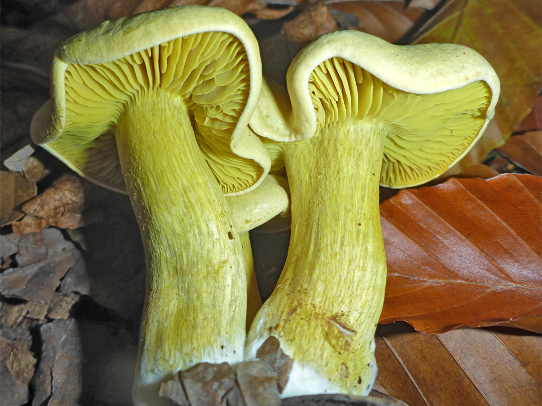Sulphur knight