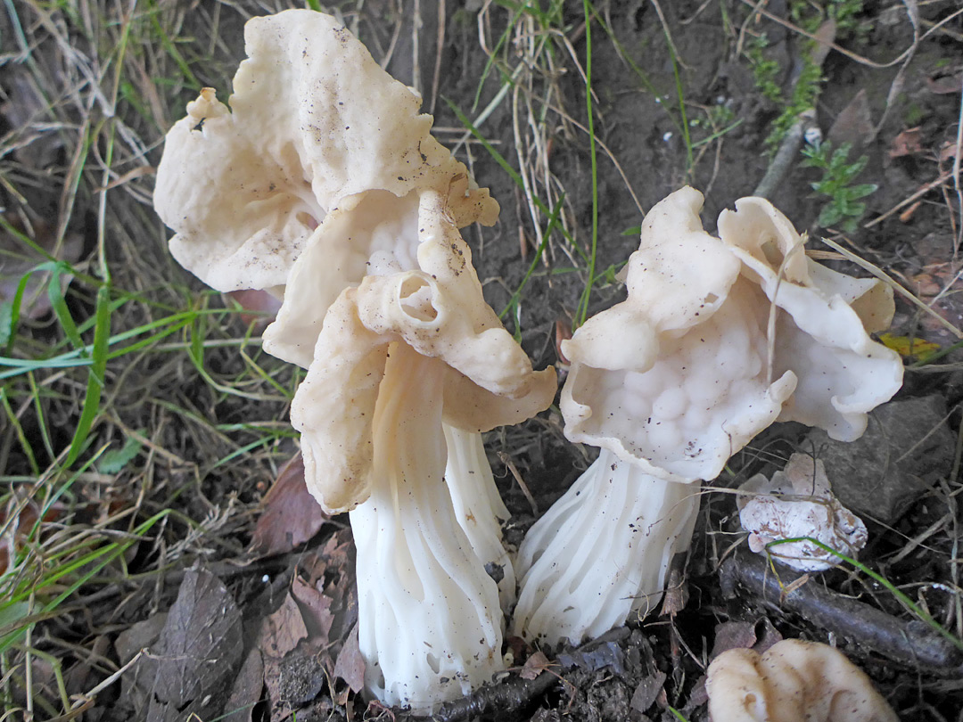 White saddle