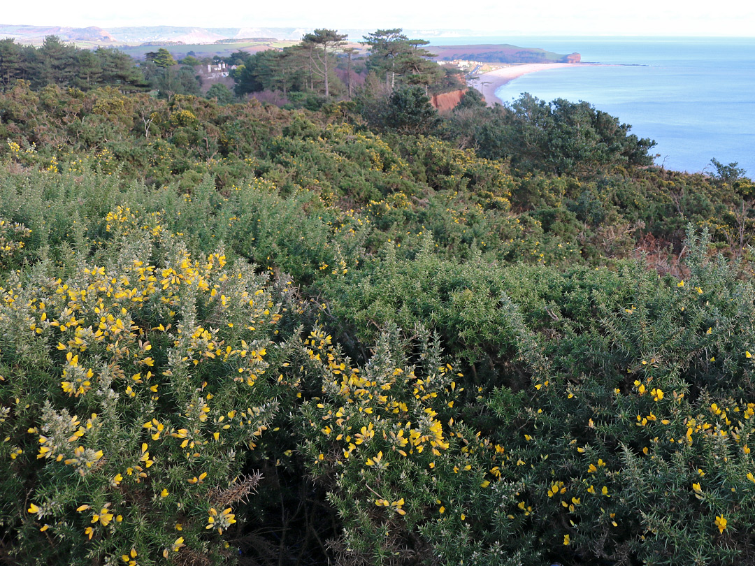 Gorse