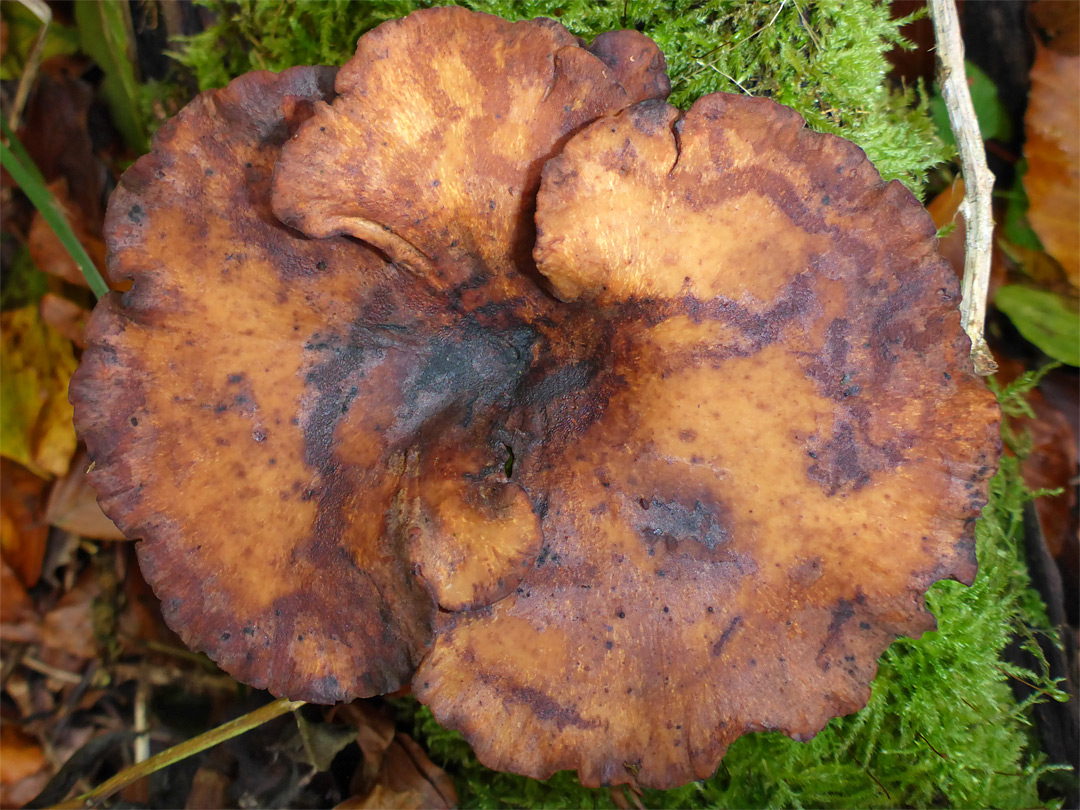 Bay polypore