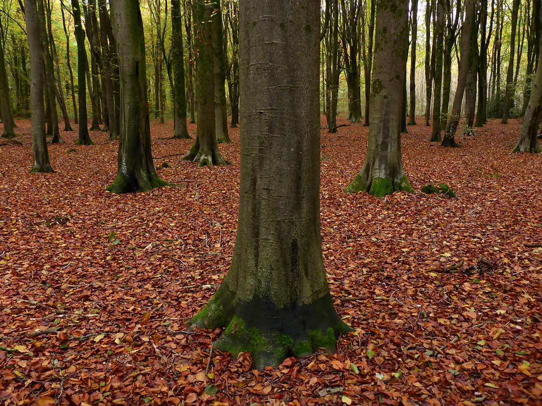 Trees and leaves