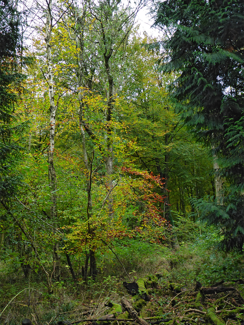 Beech and conifers