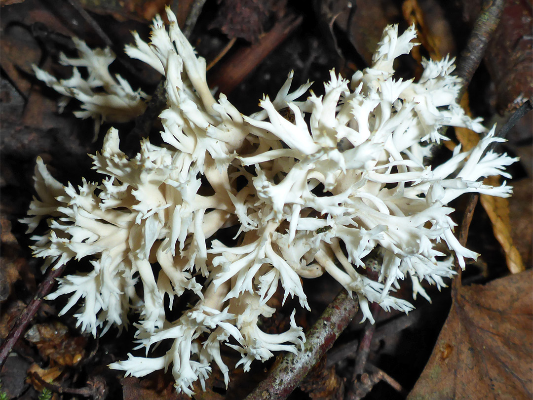 Crested coral