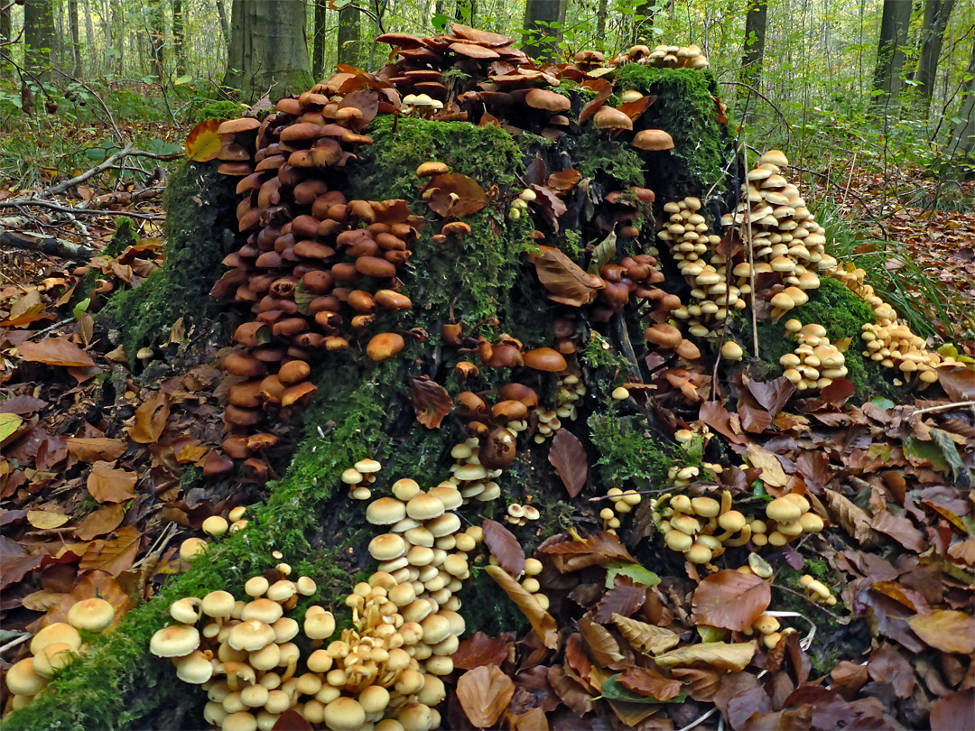 Sulphur tuft