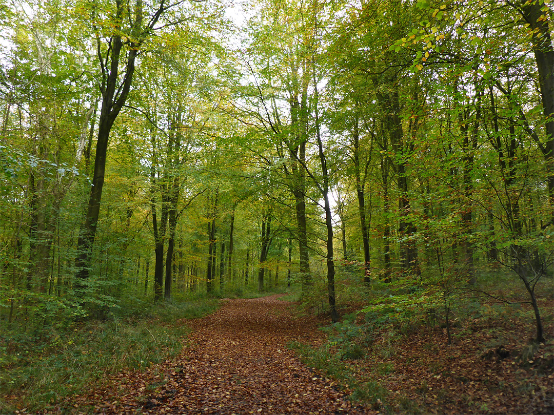 Track through the woods