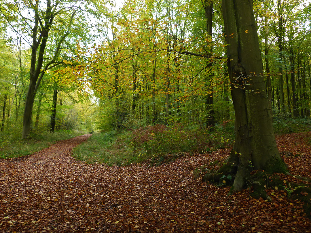 Leaves on a track