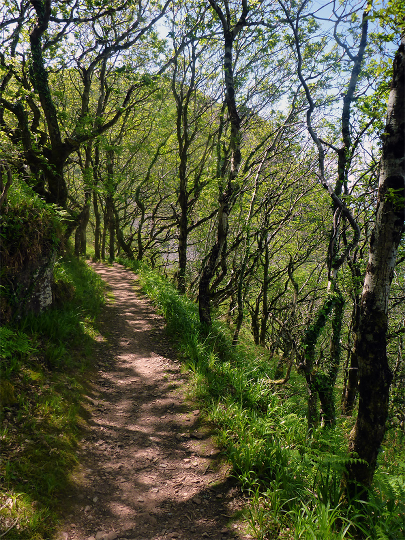 Path west of Woody Bay