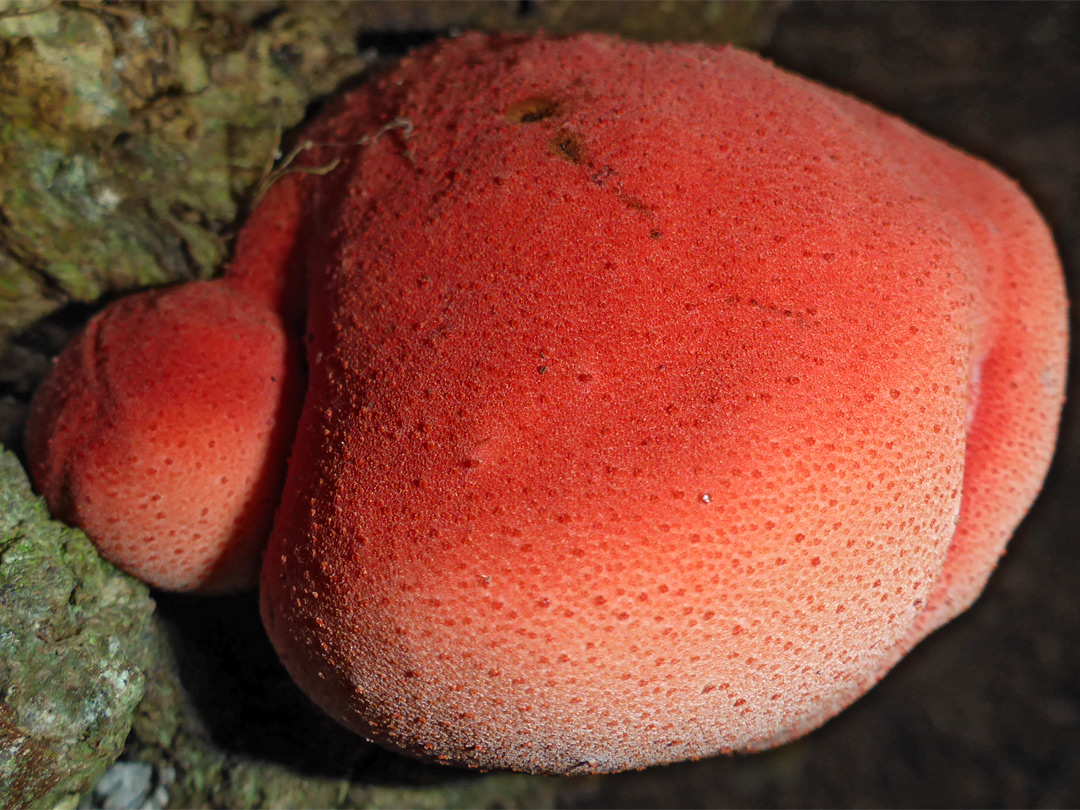 Beefsteak polypore - young