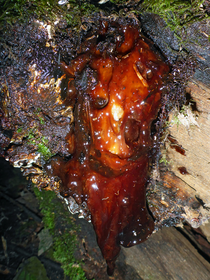 Beefsteak polypore - rotted