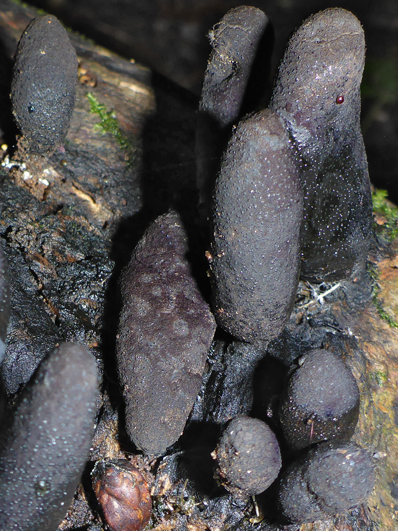 Dead man's fingers