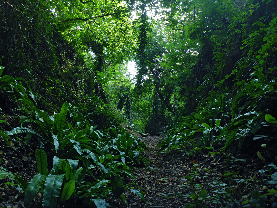 Ferns