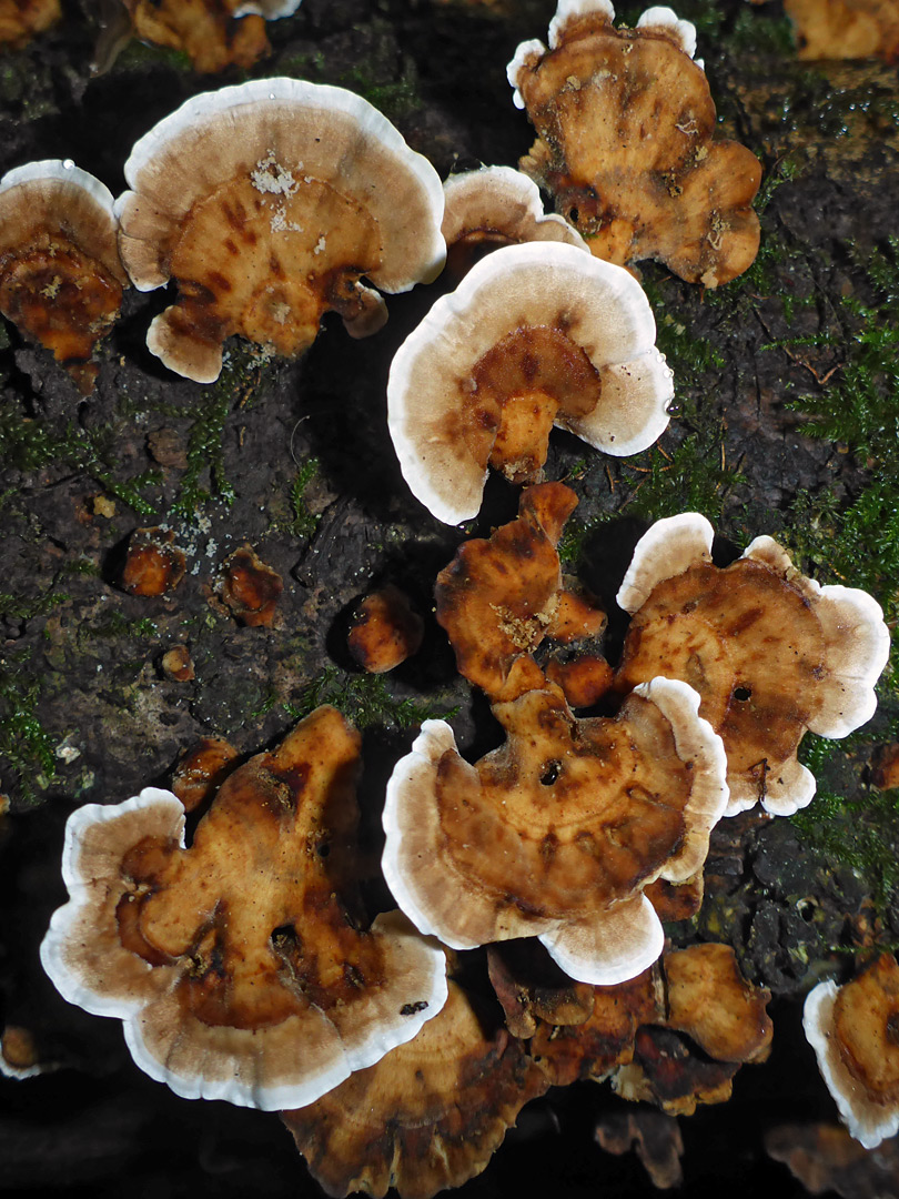 Trametes