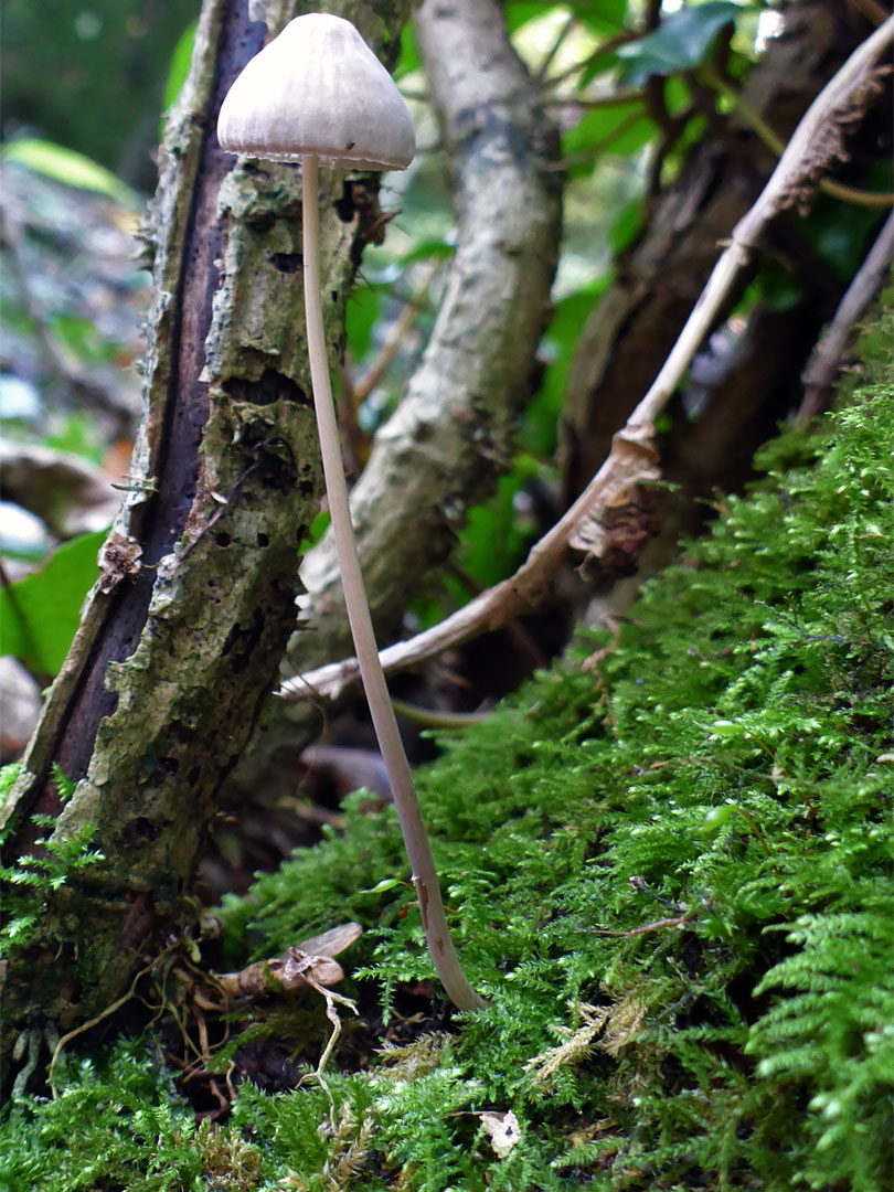 Common bonnet