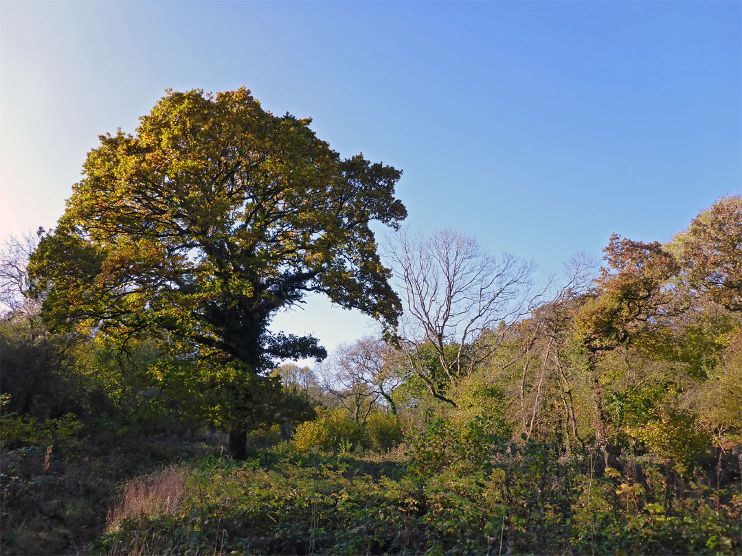 Trees and scrub