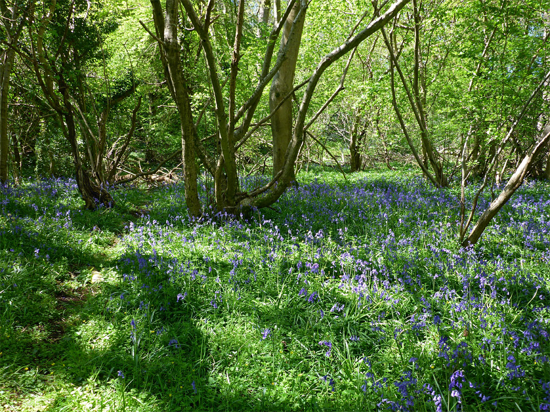 Bluebells and path