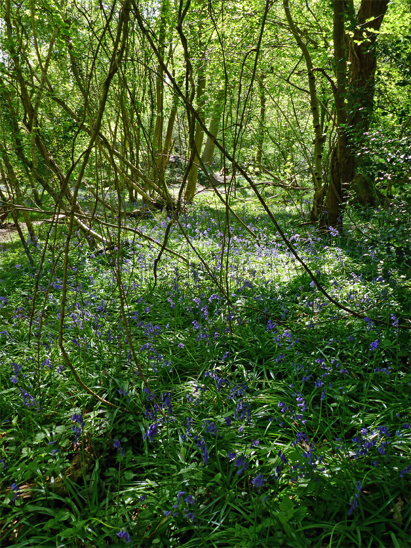 Shady bluebells