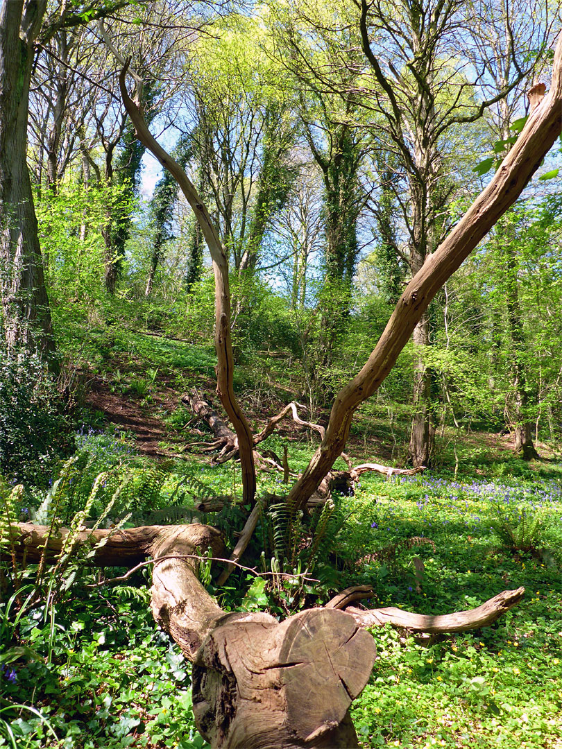 Fallen tree